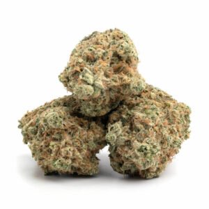 Girl Scout Cookies strain